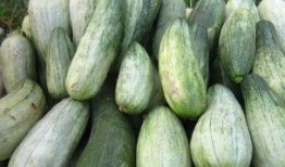 孕早期吃酥瓜,营养美味两不误