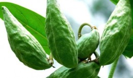 吃拉瓜的好处,营养丰富的健康美食，吃出健康好生活