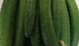 默默吃瓜的配方大全,配方大全解锁美味瓜果新境界