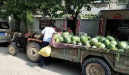 祥符区吃瓜,瓜果飘香，品味生活新风尚