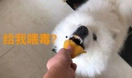 狼狼喵吃瓜,揭秘娱乐圈那些不为人知的幕后故事