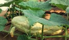 可以吃叶子的瓜,探寻可食叶子的瓜类美食之旅