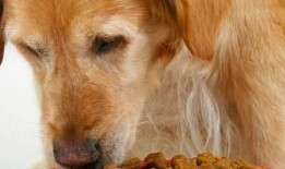 吃瓜忘记喂狗,忘记喂狗泪两行