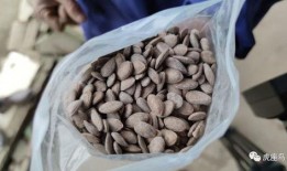 吃瓜赚钱的方法,揭秘吃瓜赚钱的神奇之道