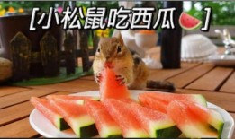 摸头吃瓜视频,揭秘网络短视频的趣味魅力