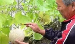 吃瓜雅称,揭秘吃瓜群众的趣味人生