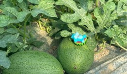 上海吃的瓜,探寻沪上特色小吃的故事