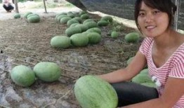 苏州农校吃瓜,农校生活新乐趣