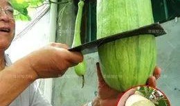 砍瓜花怎么吃,创意烹饪新体验