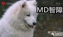 狼狼喵吃瓜,揭秘娱乐圈那些不为人知的幕后故事