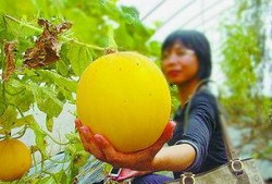 珠海城职吃瓜,吃瓜群众揭秘校园热点事件