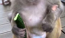 隐身猴子吃瓜,隐身猴子的神秘瓜界冒险