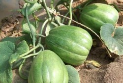 夏季吃老瓜,老瓜美食探秘