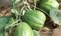 夏季吃老瓜,老瓜美食探秘