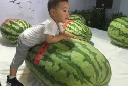 灵石吃瓜事件,揭秘网络谣言背后的真相