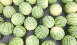 天气不错安静吃瓜,静享瓜趣时光