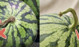 狼哥吃瓜,揭秘娱乐圈背后的那些事儿