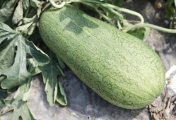 吃玉瓜升压吗,玉瓜食用对血压影响解析