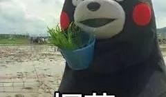 熊本熊吃瓜,瓜果盛宴欢乐无限