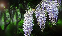 在紫藤树上吃瓜,瓜果飘香中的夏日风情