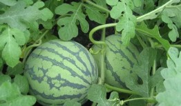 国服吃瓜希,揭秘希生成背后的热点事件