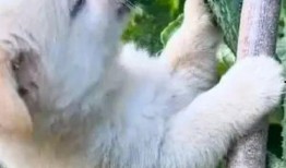 狗吃瓜搞笑视频大全,萌态百出笑翻天！