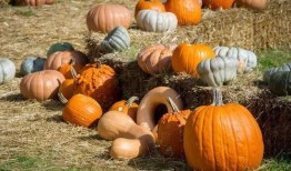 永年吃瓜最新事