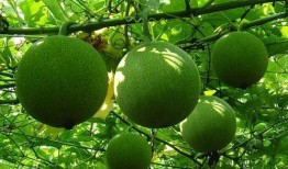 小瓜篓怎么吃,解锁美味新体验