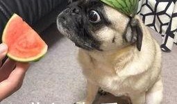 吃瓜短句,短句背后的社会现象解析