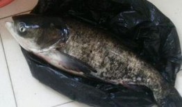 花鲢吃瓜叶,探索绿色养殖新途径