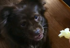 狗吃瓜的意思,揭秘宠物界的趣味生活瞬间