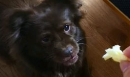 狗吃瓜的意思,揭秘宠物界的趣味生活瞬间