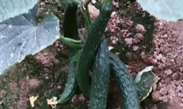 摘个刺瓜吃,摘个刺瓜，尽享清凉美味