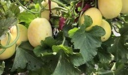 美好的周末吃瓜,品味美好，共享瓜趣