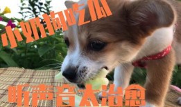 吃瓜狗和主人,一段温馨的宠物情缘