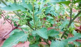 防虫吃瓜叶子,揭秘防虫吃瓜叶子的神奇方法