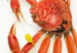 螃蟹能跟土瓜一起吃吗,能否同食揭秘