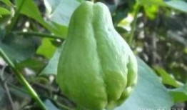 鸟吃佛手瓜,自然界的和谐共生