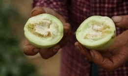 莱阳有瓜吃,有瓜吃的田园生活画卷