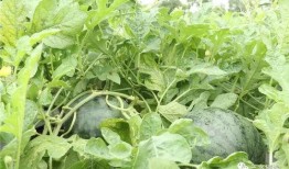 野外钓鱼吃瓜,瓜果飘香，共享自然美好时光