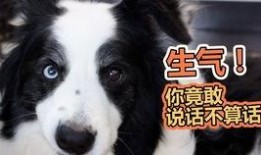 狗吃瓜被误伤,狗狗意外“吃瓜”受伤，引关注与反思