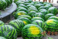 信阳农林吃瓜曝光,校园风波背后的真相揭晓