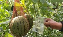 盐城销售吃瓜事件,一场销售争议引发的舆论漩涡