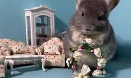 吃瓜宠之,揭秘娱乐圈背后的甜蜜与辛酸