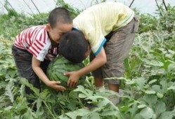 榆树吃瓜事件真相,真相与反思