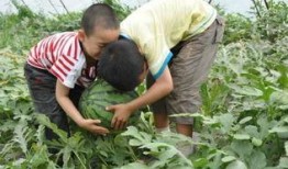 榆树吃瓜事件真相,真相与反思