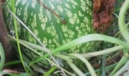 喝中草药能同时吃小瓜吗,中草药与小瓜同食的注意事项