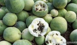 吃瓜变嗑瓜,网络时代的娱乐心态演变