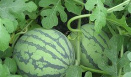 孕妇可以吃黄藤瓜吗